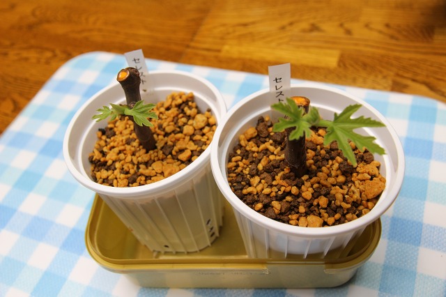 ファイル 82-4.jpg