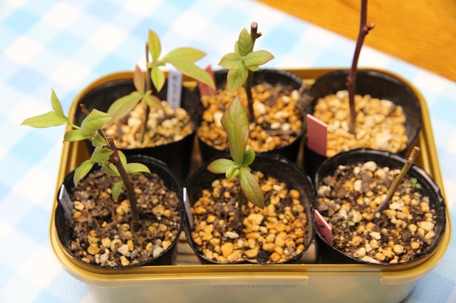 ファイル 82-7.jpg