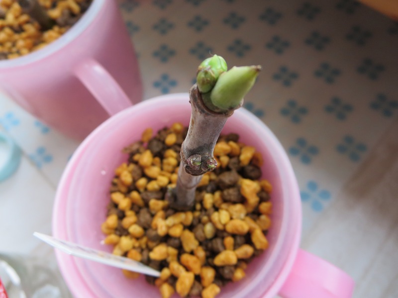 ファイル 84-2.jpg