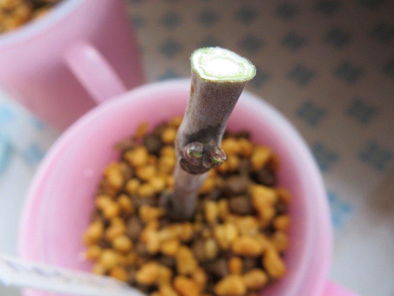 ファイル 84-3.jpg