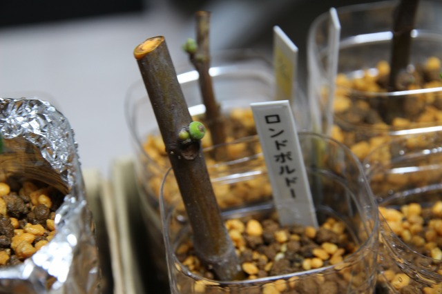 ファイル 85-1.jpg