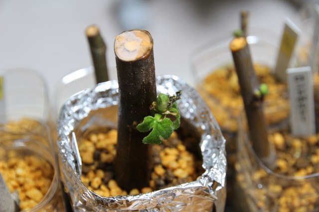 ファイル 85-2.jpg