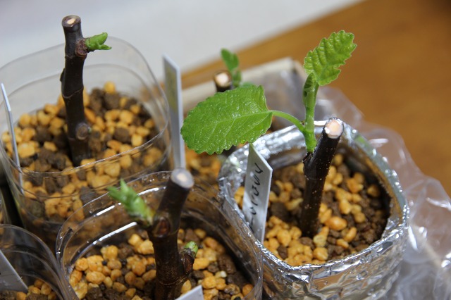 ファイル 85-3.jpg