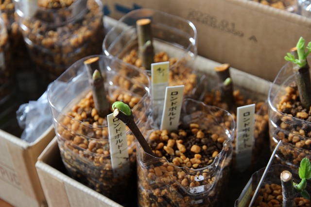 ファイル 86-1.jpg