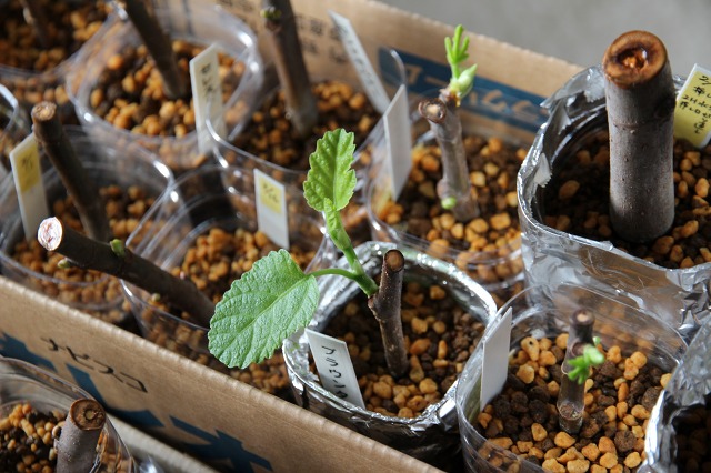 ファイル 86-3.jpg