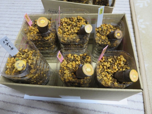 ファイル 87-3.jpg