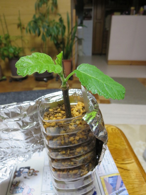 ファイル 87-4.jpg