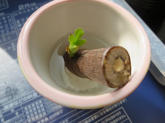 ファイル 87-6.jpg