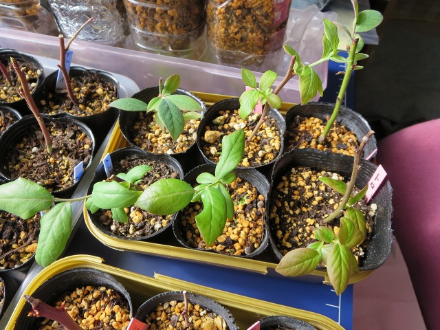 ファイル 87-7.jpg