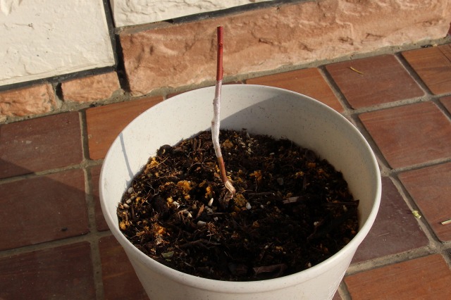 ファイル 88-3.jpg