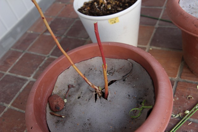 ファイル 88-4.jpg