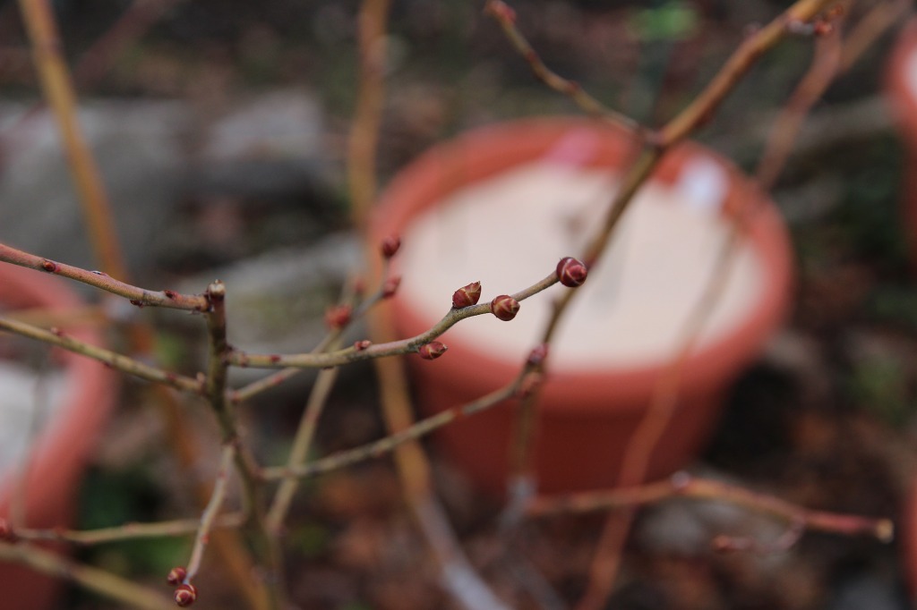 ファイル 89-1.jpg