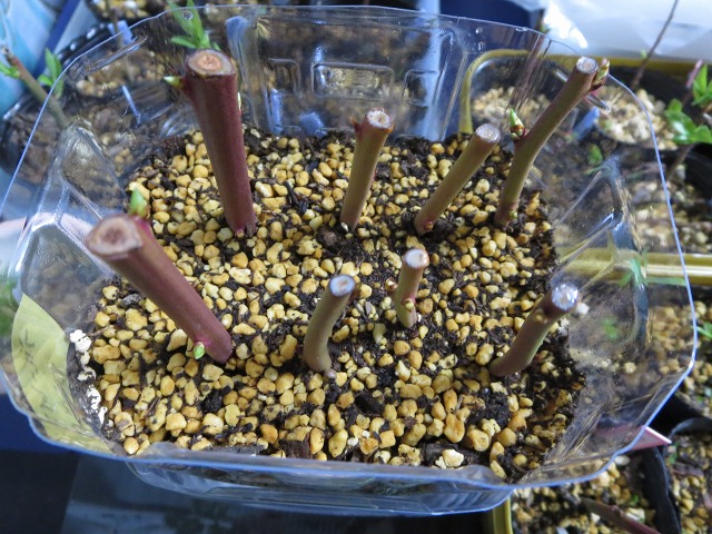 ファイル 90-1.jpg