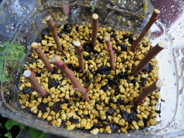 ファイル 90-2.jpg