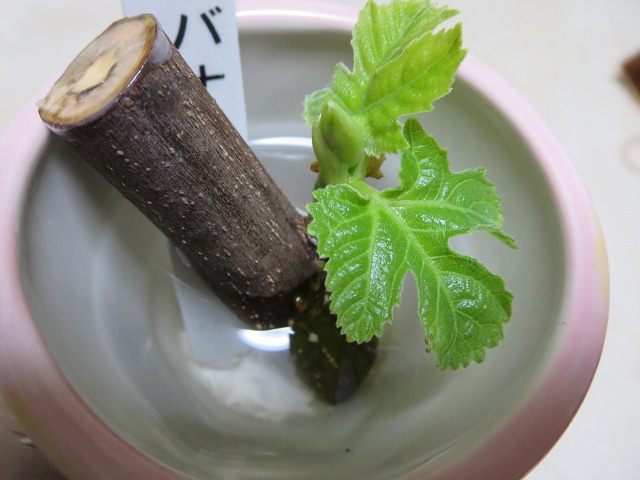 ファイル 90-3.jpg