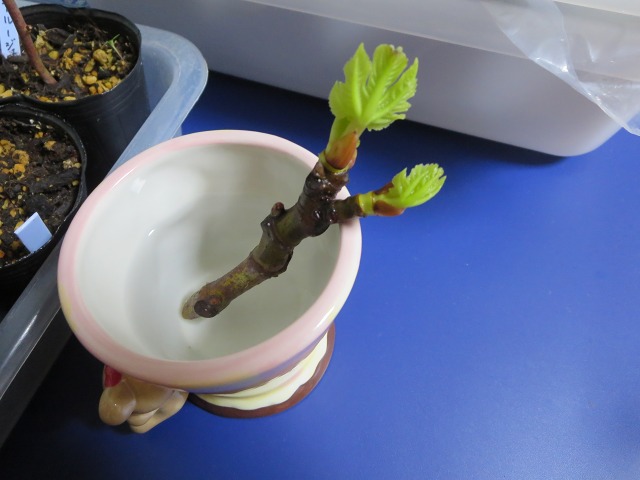 ファイル 91-2.jpg