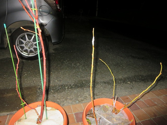 ファイル 92-1.jpg