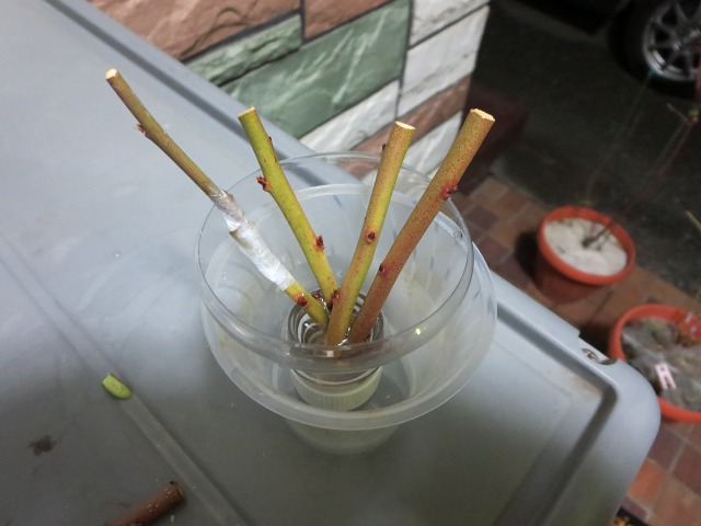 ファイル 92-3.jpg