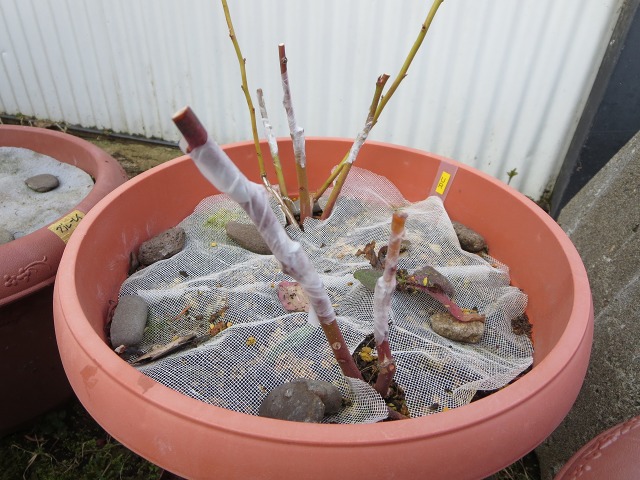 ファイル 92-5.jpg