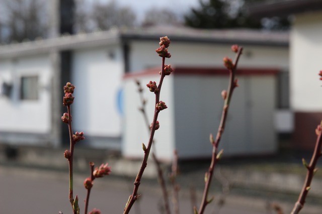 ファイル 93-1.jpg