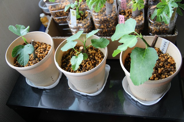 ファイル 94-2.jpg