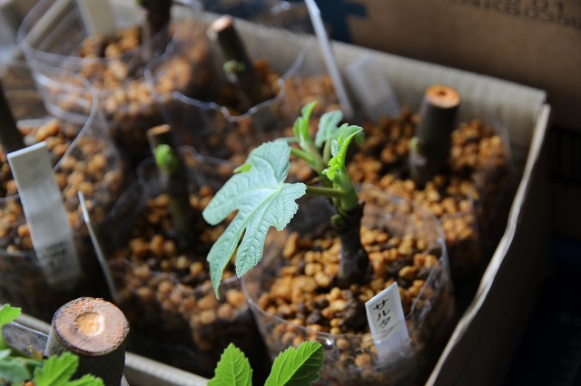 ファイル 94-3.jpg