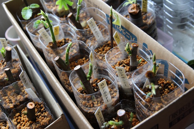 ファイル 94-4.jpg