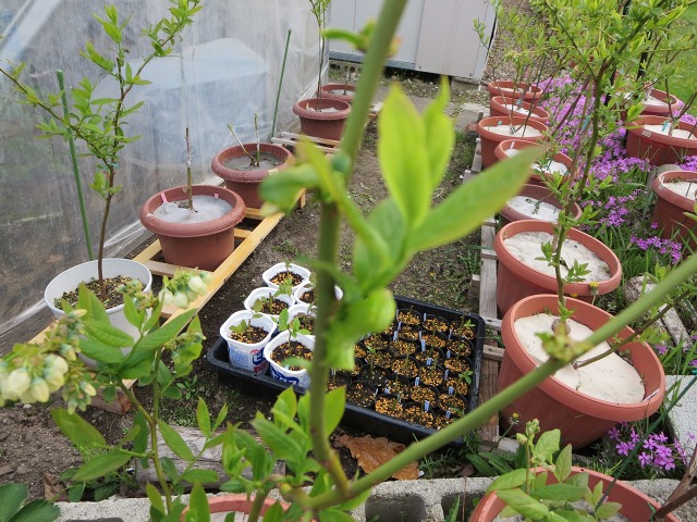 ファイル 96-1.jpg