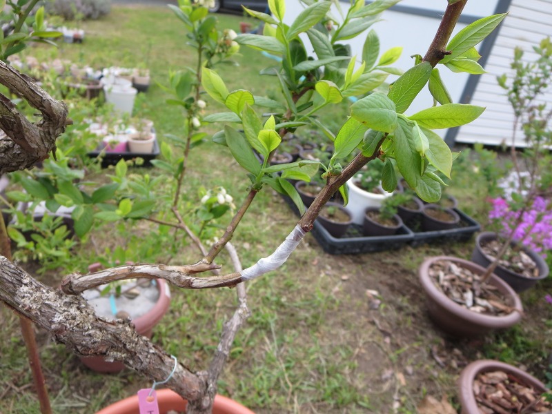 ファイル 96-2.jpg