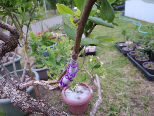 ファイル 97-1.jpg