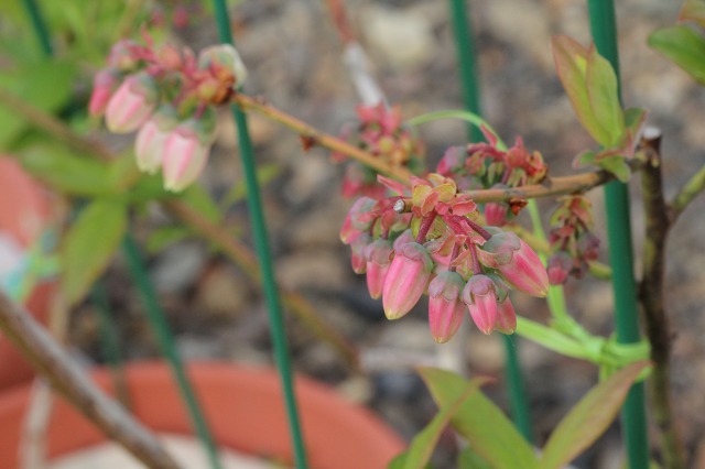 ファイル 98-1.jpg