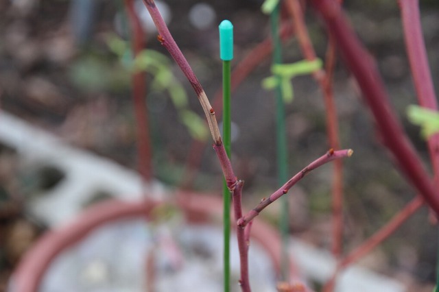 ファイル 98-3.jpg