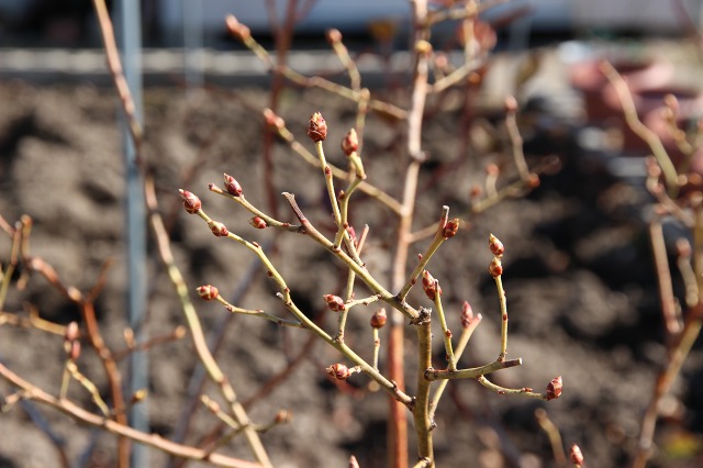 ファイル 32-6.jpg