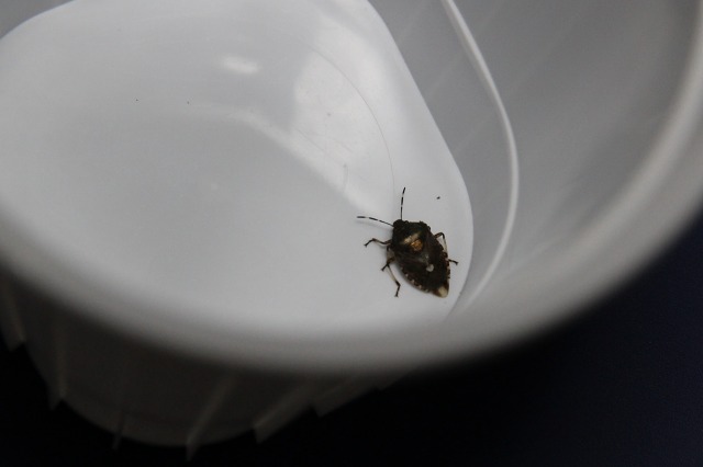 ファイル 33-8.jpg