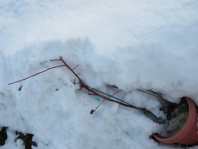 ファイル 5-9.jpg