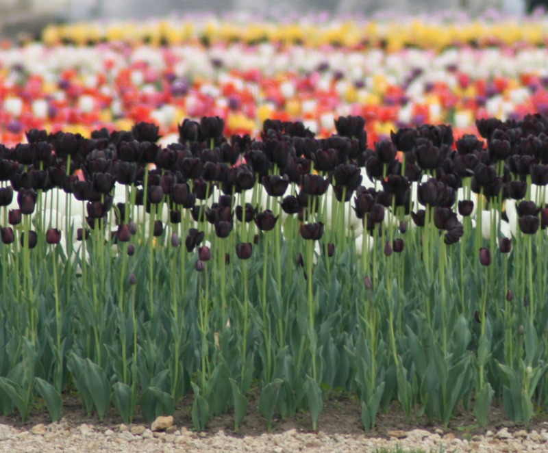 ファイル 101-2.jpg