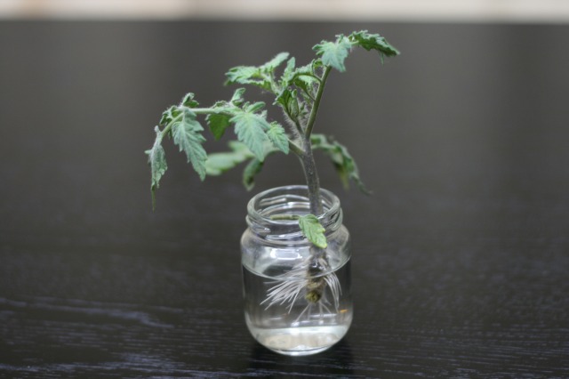 ファイル 107-1.jpg