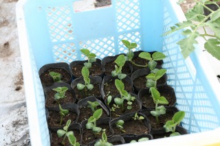 ファイル 108-2.jpg