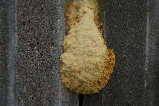 ファイル 110-3.jpg