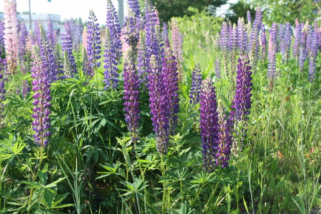 ファイル 111-1.jpg