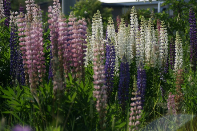 ファイル 111-2.jpg