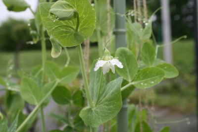 ファイル 112-1.jpg