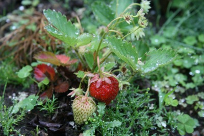 ファイル 112-2.jpg