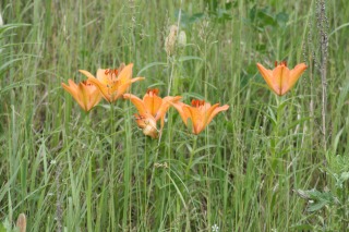 ファイル 113-1.jpg