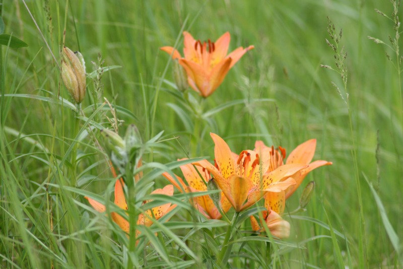 ファイル 113-2.jpg