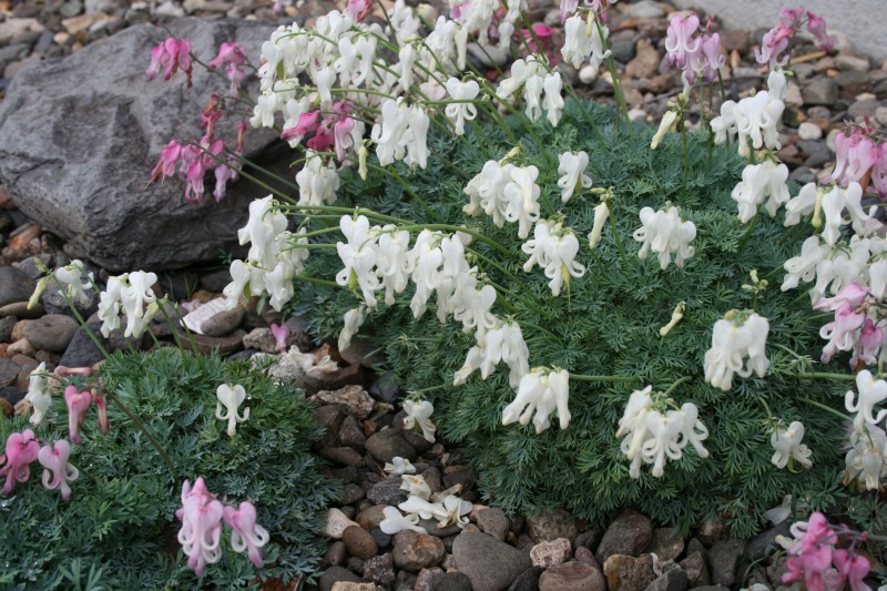 ファイル 113-4.jpg