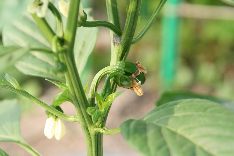 ファイル 118-4.jpg