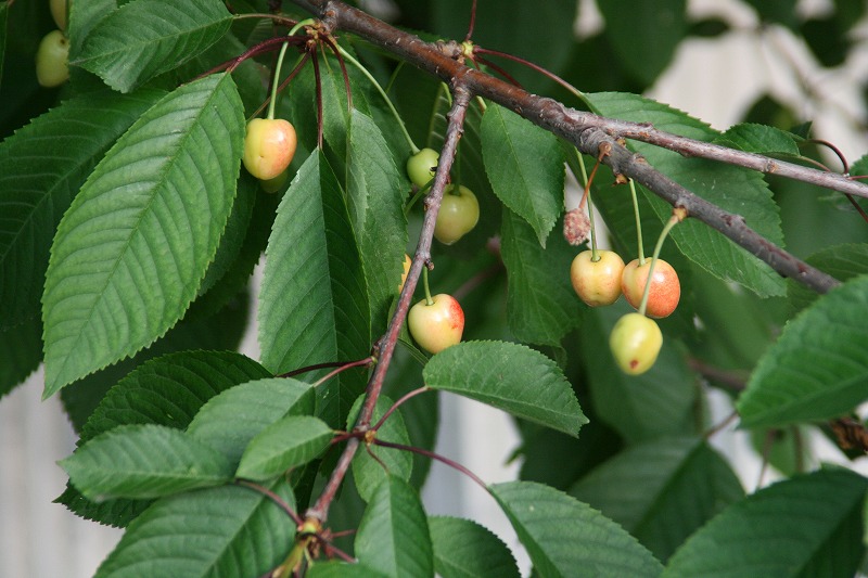 ファイル 119-1.jpg