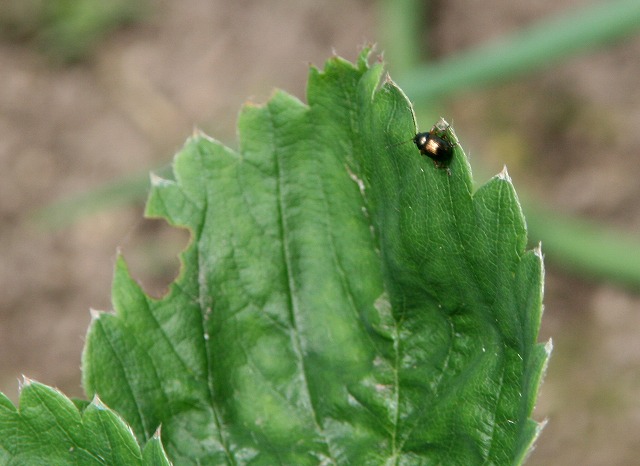 ファイル 120-2.jpg