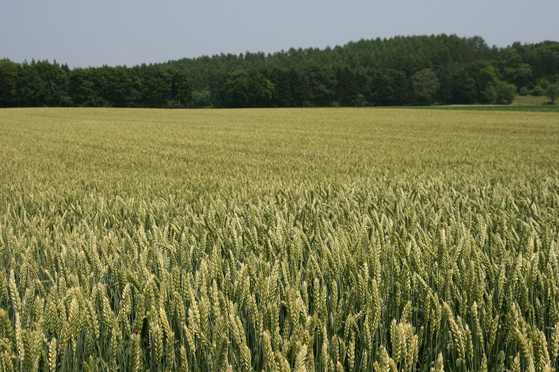 ファイル 122-2.jpg